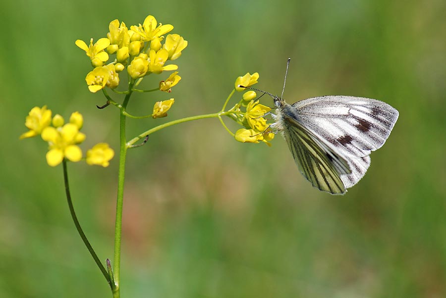 Pieris bryoniae?